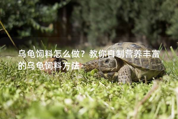 乌龟饲料怎么做？教你自制营养丰富的乌龟饲料方法