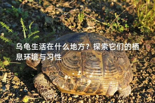 乌龟生活在什么地方？探索它们的栖息环境与习性