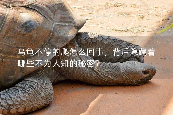 乌龟不停的爬怎么回事，背后隐藏着哪些不为人知的秘密？