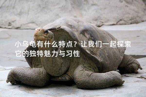小乌龟有什么特点？让我们一起探索它的独特魅力与习性