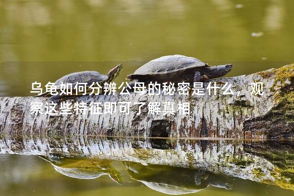 乌龟如何分辨公母的秘密是什么，观察这些特征即可了解真相