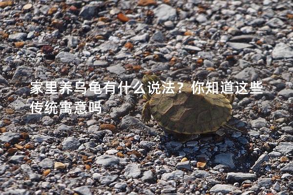 家里养乌龟有什么说法？你知道这些传统寓意吗
