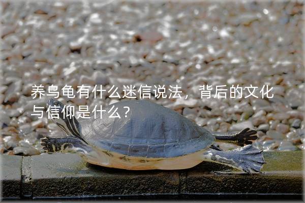 养乌龟有什么迷信说法，背后的文化与信仰是什么？