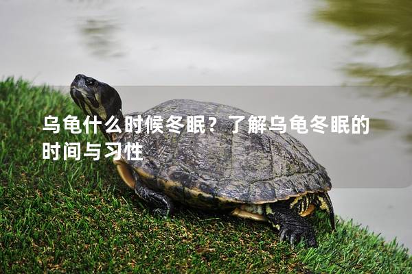 乌龟什么时候冬眠？了解乌龟冬眠的时间与习性