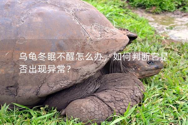乌龟冬眠不醒怎么办，如何判断它是否出现异常？