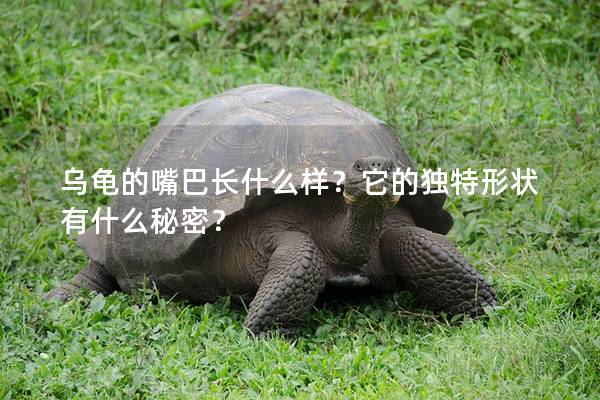 乌龟的嘴巴长什么样？它的独特形状有什么秘密？