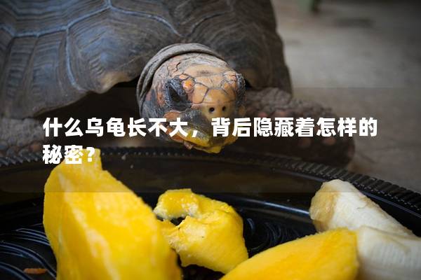 什么乌龟长不大，背后隐藏着怎样的秘密？