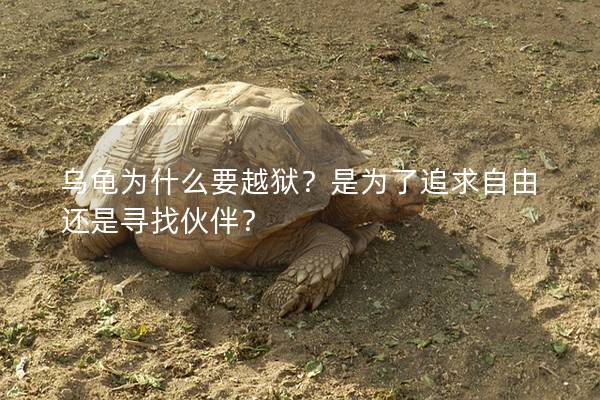 乌龟为什么要越狱？是为了追求自由还是寻找伙伴？