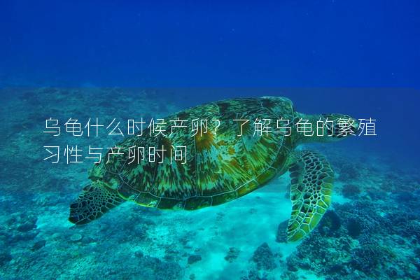 乌龟什么时候产卵？了解乌龟的繁殖习性与产卵时间