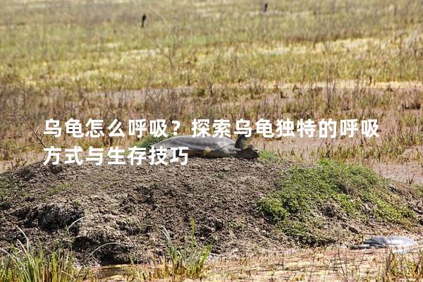 乌龟怎么呼吸？探索乌龟独特的呼吸方式与生存技巧