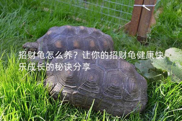 招财龟怎么养？让你的招财龟健康快乐成长的秘诀分享