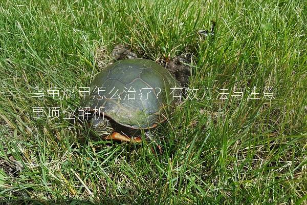 乌龟腐甲怎么治疗？有效方法与注意事项全解析