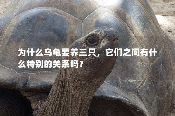 为什么乌龟要养三只，它们之间有什么特别的关系吗？