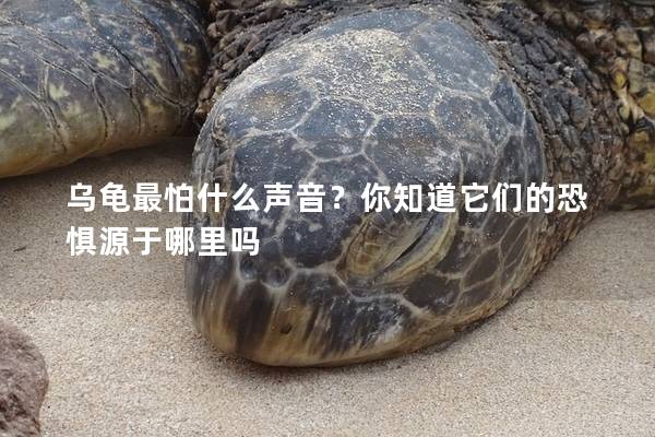 乌龟最怕什么声音？你知道它们的恐惧源于哪里吗