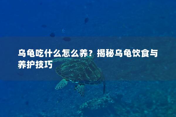 乌龟吃什么怎么养？揭秘乌龟饮食与养护技巧