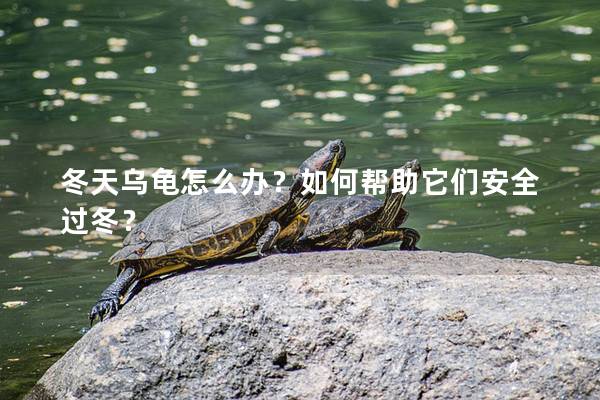 冬天乌龟怎么办？如何帮助它们安全过冬？