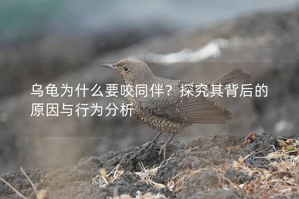 乌龟为什么要咬同伴？探究其背后的原因与行为分析