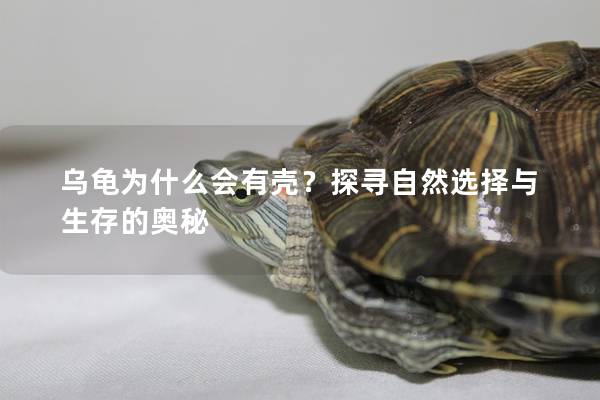 乌龟为什么会有壳？探寻自然选择与生存的奥秘