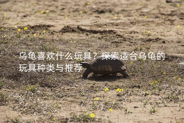 乌龟喜欢什么玩具？探索适合乌龟的玩具种类与推荐