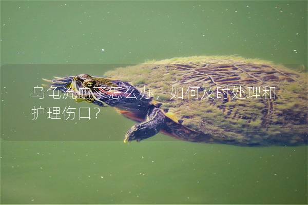 乌龟流血了怎么办，如何及时处理和护理伤口？