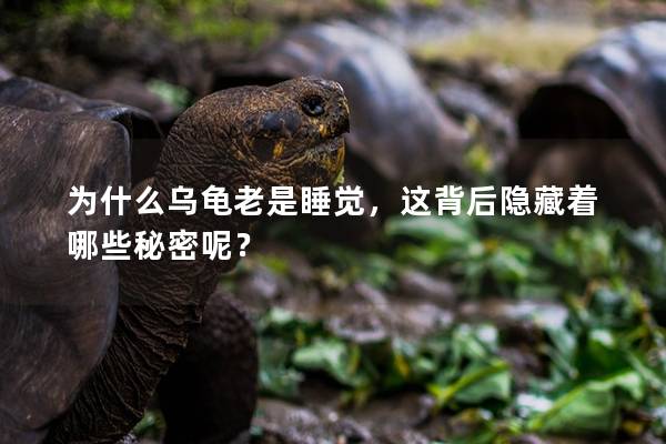为什么乌龟老是睡觉，这背后隐藏着哪些秘密呢？