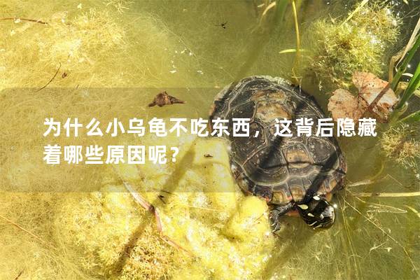 为什么小乌龟不吃东西，这背后隐藏着哪些原因呢？