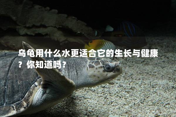 乌龟用什么水更适合它的生长与健康？你知道吗？