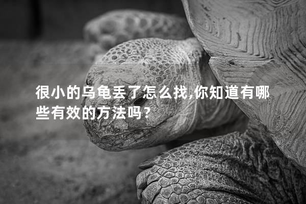 很小的乌龟丢了怎么找,你知道有哪些有效的方法吗？