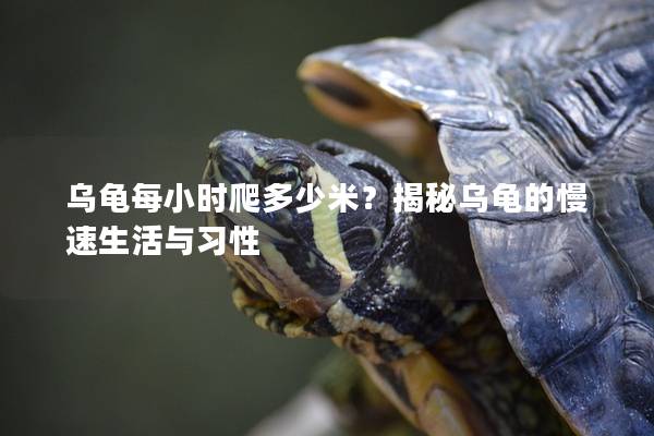 乌龟每小时爬多少米？揭秘乌龟的慢速生活与习性