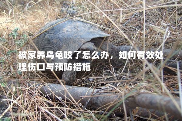 被家养乌龟咬了怎么办，如何有效处理伤口与预防措施