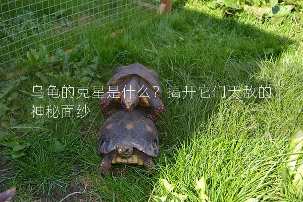 乌龟的克星是什么？揭开它们天敌的神秘面纱