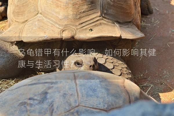 乌龟错甲有什么影响，如何影响其健康与生活习性？
