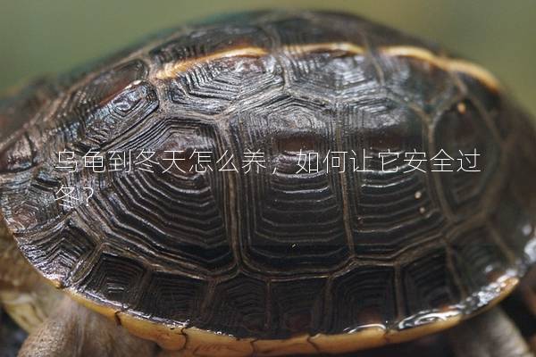 乌龟到冬天怎么养，如何让它安全过冬？