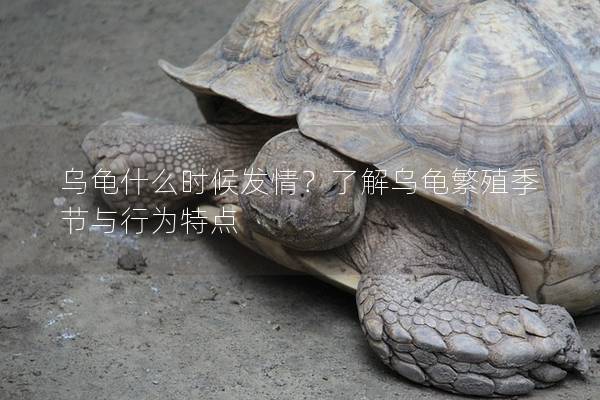 乌龟什么时候发情？了解乌龟繁殖季节与行为特点
