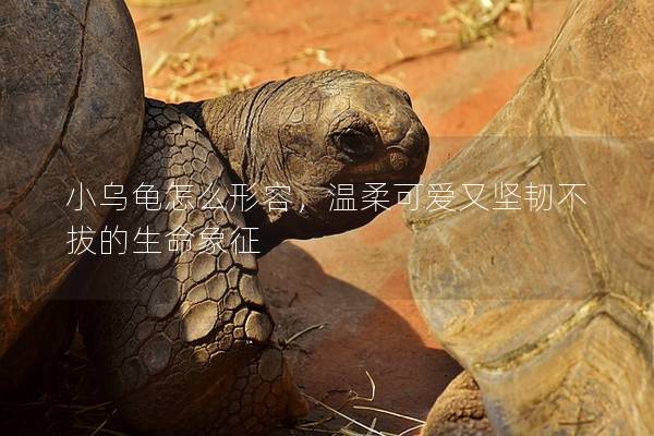 小乌龟怎么形容，温柔可爱又坚韧不拔的生命象征
