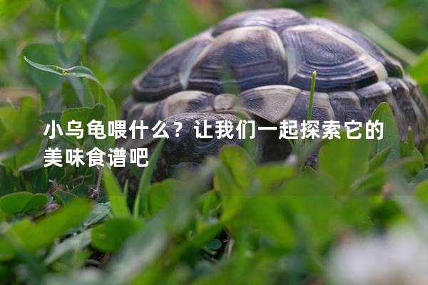 小乌龟喂什么？让我们一起探索它的美味食谱吧