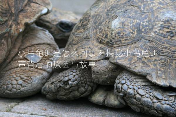 小乌龟叫是怎么回事？揭秘小乌龟叫声背后的原因与故事