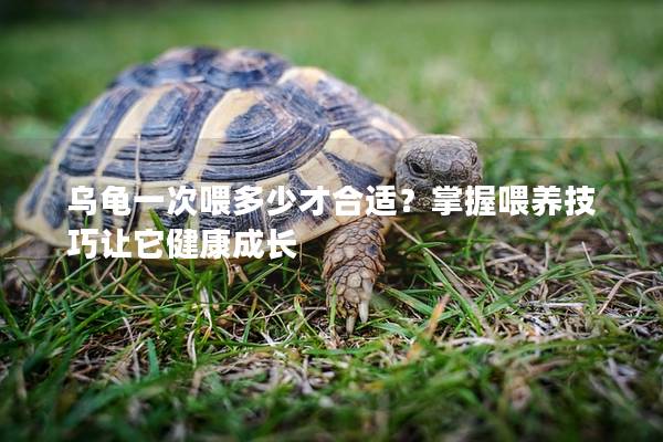 乌龟一次喂多少才合适？掌握喂养技巧让它健康成长