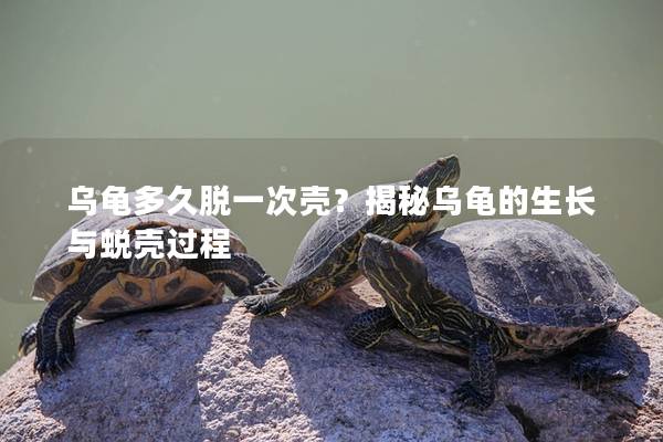 乌龟多久脱一次壳？揭秘乌龟的生长与蜕壳过程