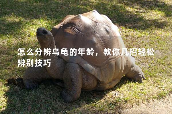 怎么分辨乌龟的年龄，教你几招轻松辨别技巧