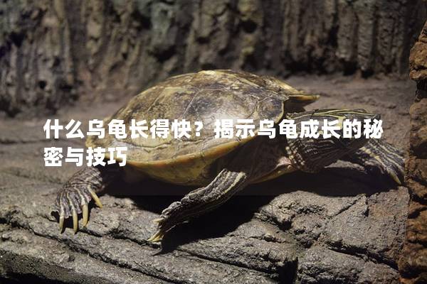 什么乌龟长得快？揭示乌龟成长的秘密与技巧
