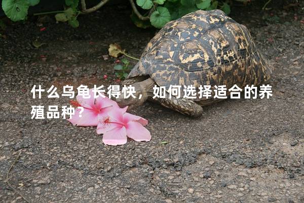 什么乌龟长得快，如何选择适合的养殖品种？