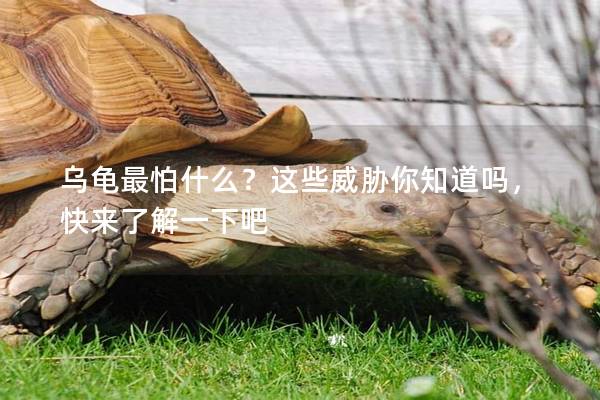 乌龟最怕什么？这些威胁你知道吗，快来了解一下吧