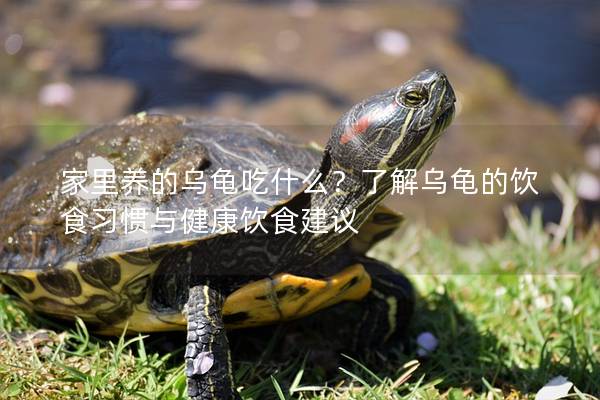 家里养的乌龟吃什么？了解乌龟的饮食习惯与健康饮食建议