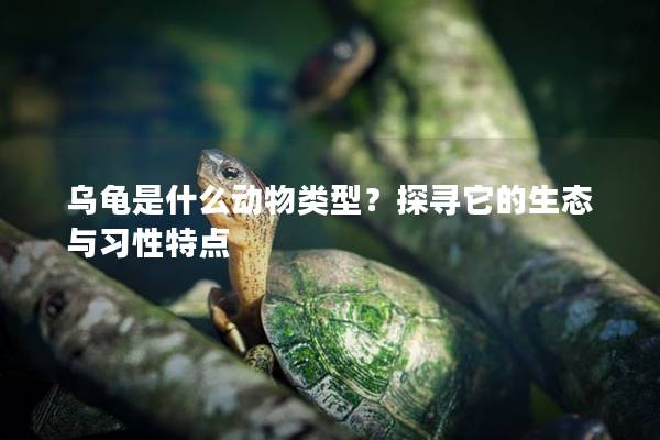 乌龟是什么动物类型？探寻它的生态与习性特点