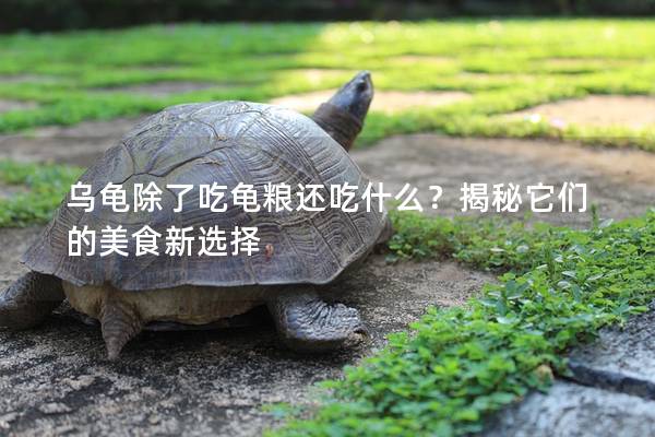乌龟除了吃龟粮还吃什么？揭秘它们的美食新选择