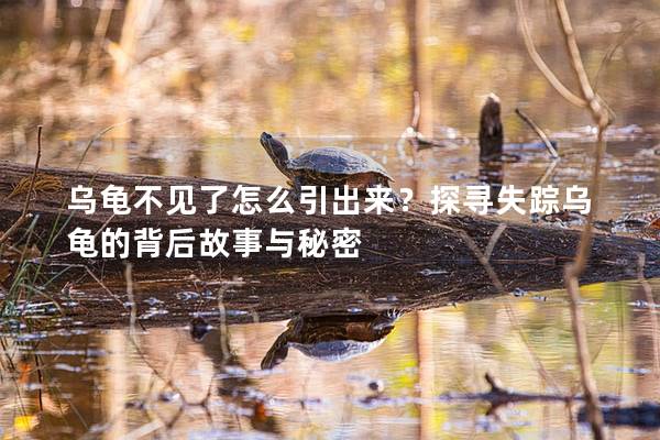 乌龟不见了怎么引出来？探寻失踪乌龟的背后故事与秘密