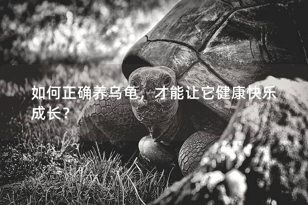 如何正确养乌龟，才能让它健康快乐成长？