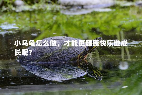 小乌龟怎么做，才能更健康快乐地成长呢？