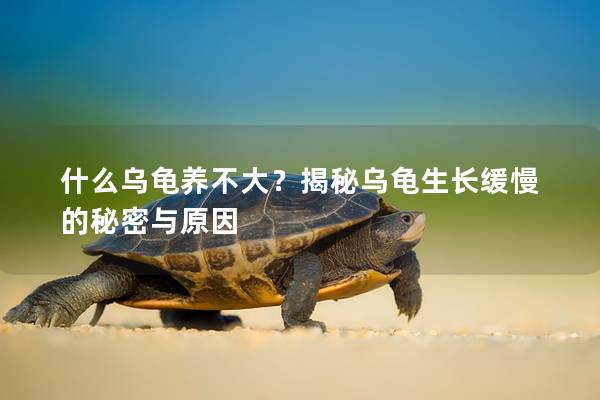 什么乌龟养不大？揭秘乌龟生长缓慢的秘密与原因